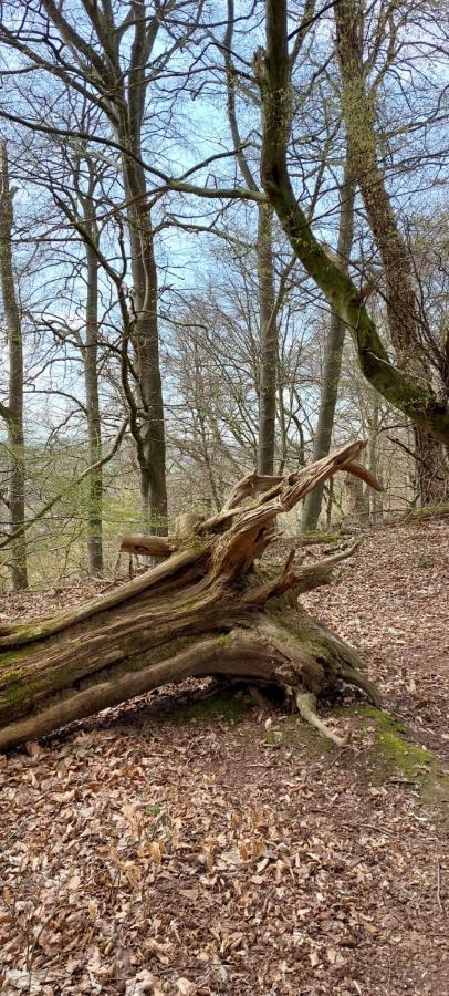 Froschkoenig Mit Teichblick Lägenhet Trendelburg Exteriör bild